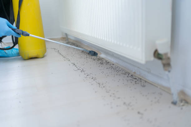 Reliable Clarcona, FL Pest Control Solutions